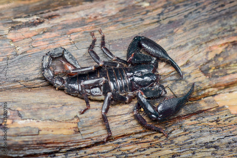 Fototapeta premium Scorpion on wood