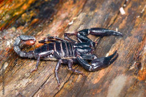 Scorpion on wood