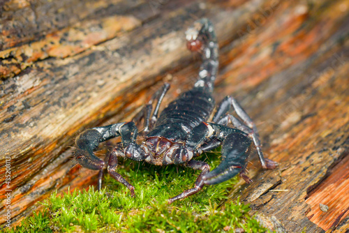 Scorpion on wood