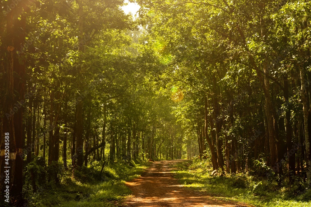 Fototapeta premium path in the forest