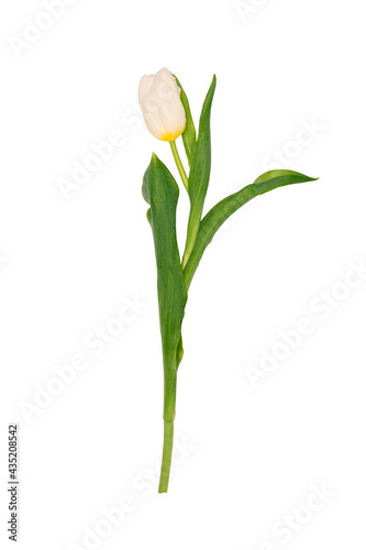 isolated single tulip with a white flower