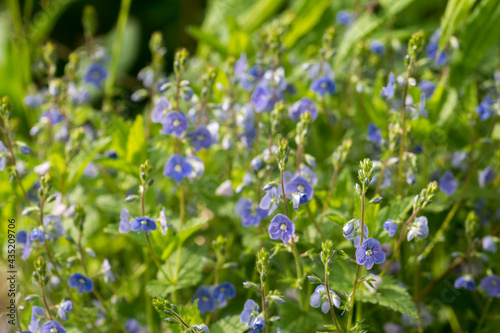 Veronica chamaedrys, germander speedwell blue flowers in meadow closeup selective focus