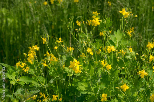Chelidonium majus, greater celandine herb in meadow yellow flowers selective focus