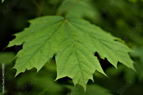 Bardzo zielony, żywy liść klonowy w aurze wiosennej