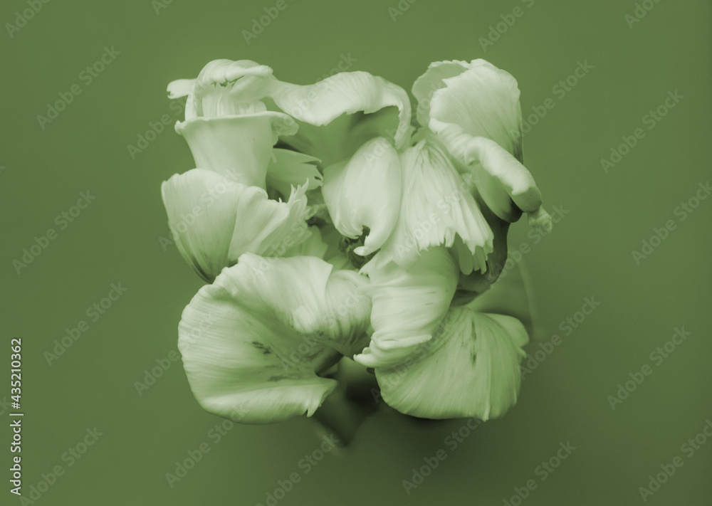 Fototapeta premium Parrot Tulpe close up, grün Touch