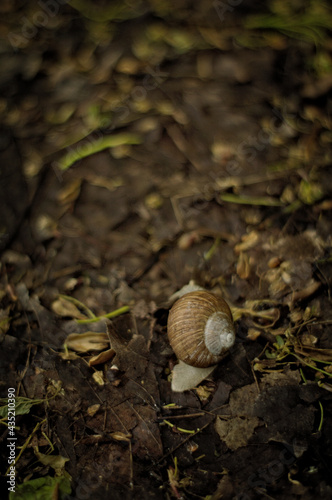 Skorupa ślimaka, muszla, idący ślimak na leśnej brązowo zielone ściółce, ścieżce.
