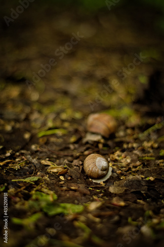 Skorupa ślimaka, muszla, idący ślimak na leśnej brązowo zielone ściółce, ścieżce w wiosennej aurze, na ziemi.