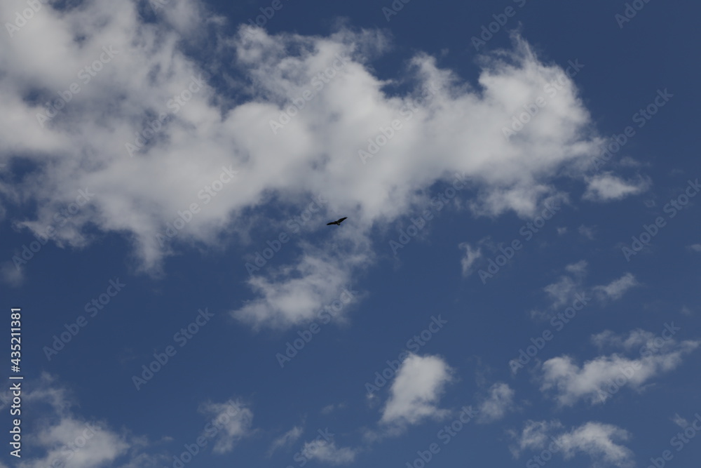 Fototapeta premium Nubes y ave volando. 