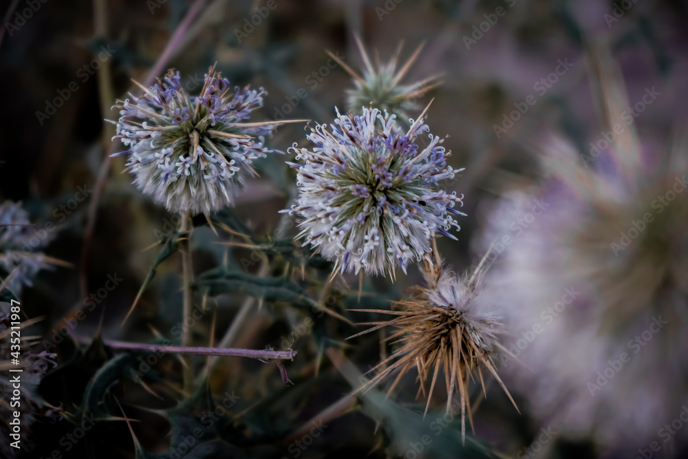 thistle in bloom thistle in bloom