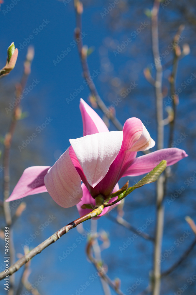 Magnolia - obrazy, fototapety, plakaty 