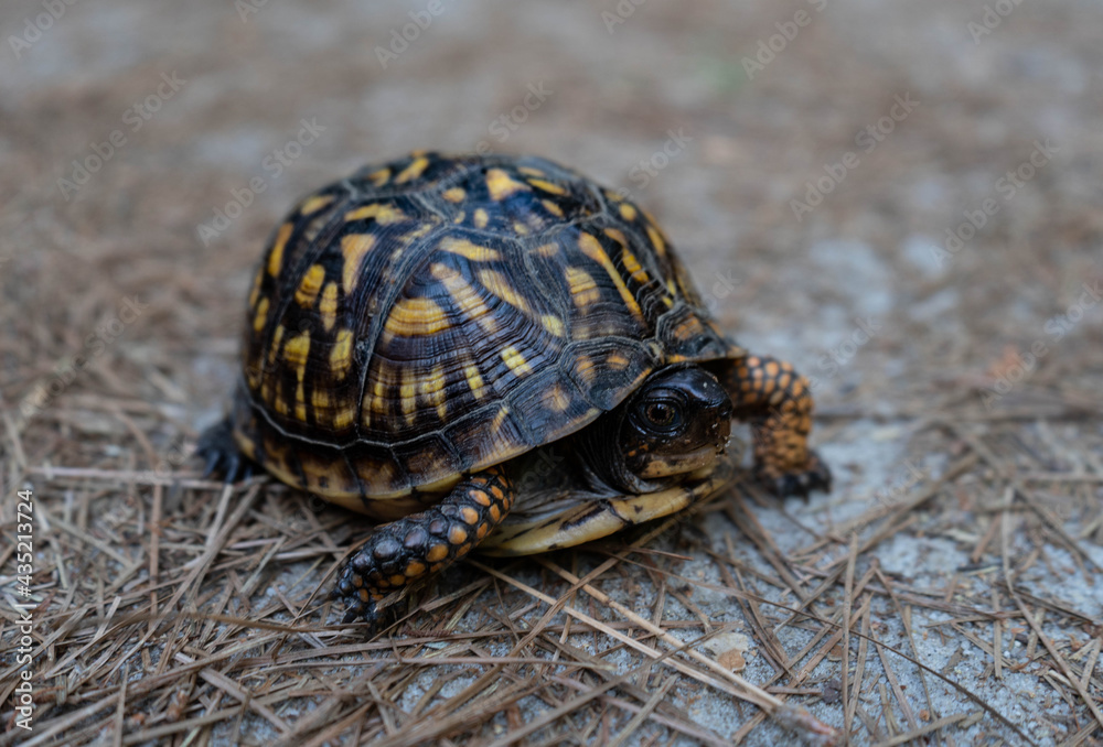 turtle on the ground animal tortoise nature wildlife turtle on the ground animal tortoise nature wildlife
