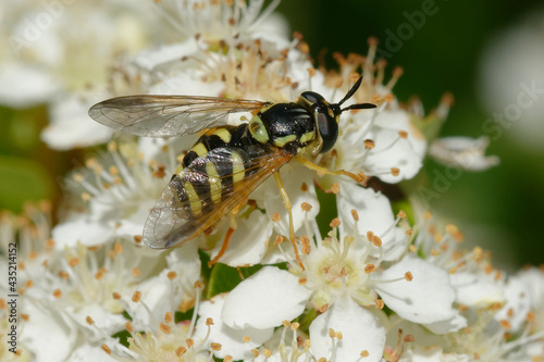 Hoverfly (Chrysotoxum festivum) on flowers © André LABETAA