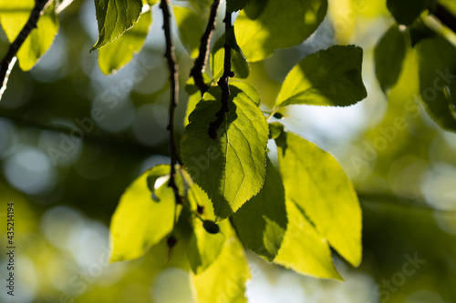 yellow leaves in spring