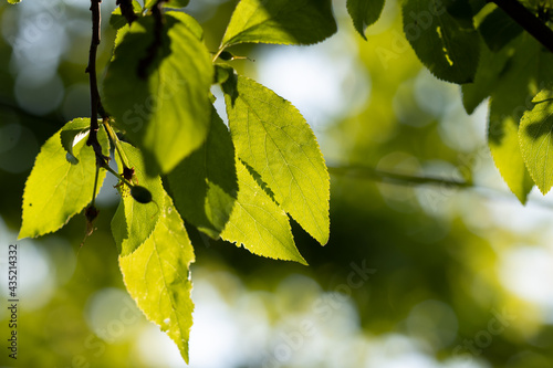 yellow leaves on a tree