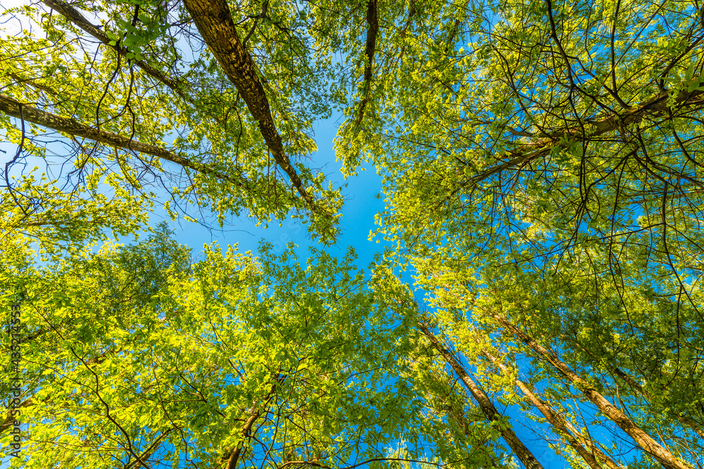 Spring in the deciduous forest. View of the tops of the trees in the sunlight from the ground level Spring in the deciduous forest. View of the tops of the trees in the sunlight from the ground level