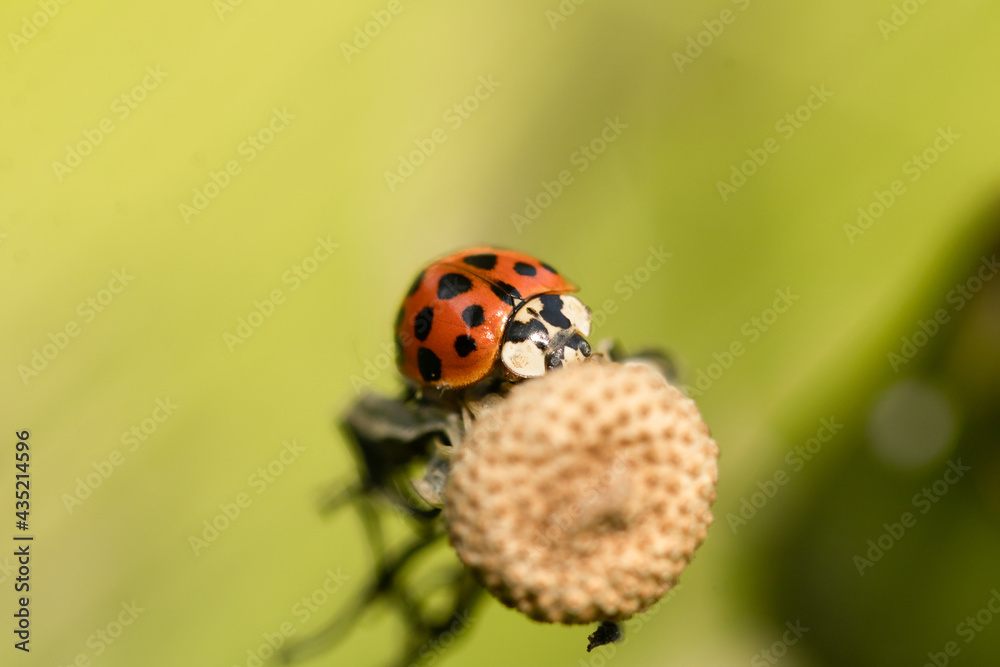 Obraz premium ladybug on a leaf