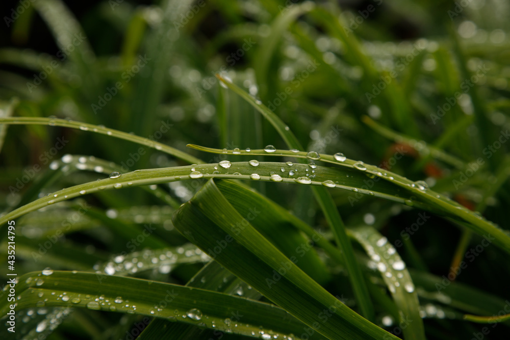 Obraz premium goutte d'eau sur feuille