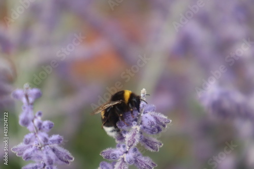 Biene im Lavendelfeld © Paul
