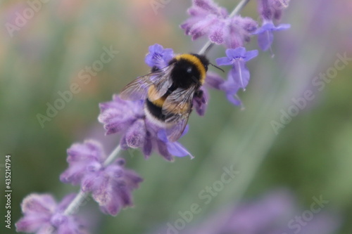 Biene im Lavendelfeld © Paul