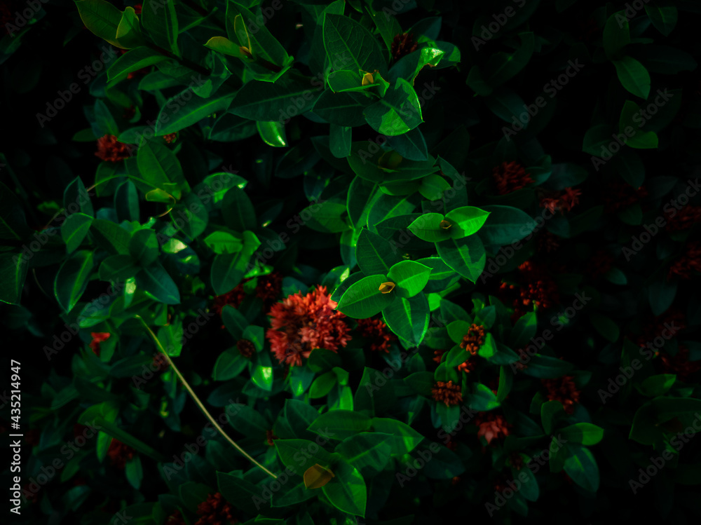 Fototapeta premium Moody Blossomed West Indian Jasmine flower with green leaf