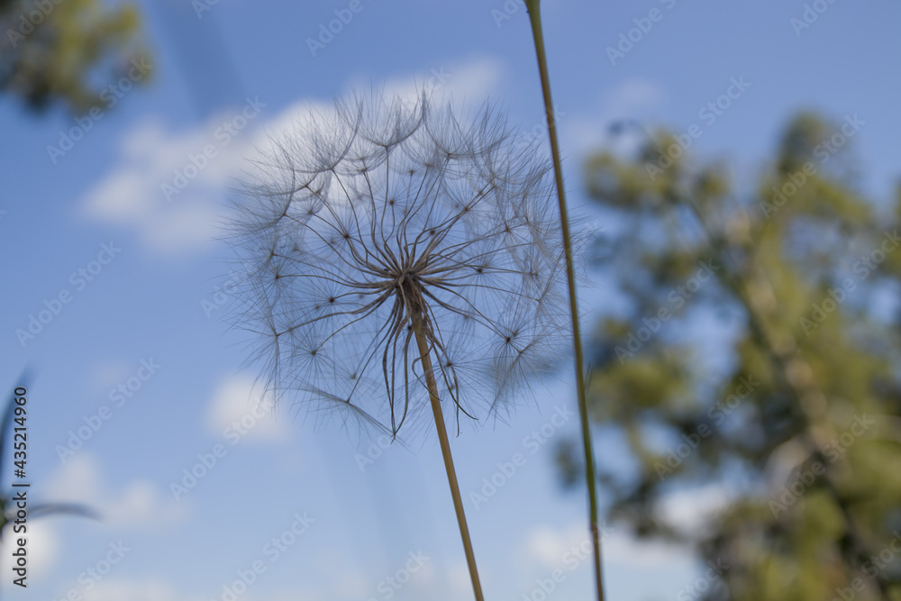 big dandelion on a blue background