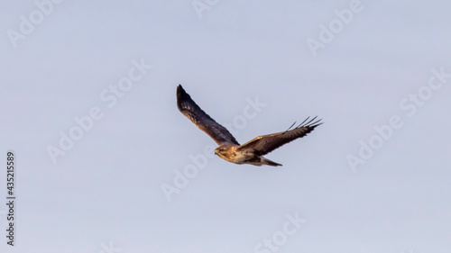 osprey in flight