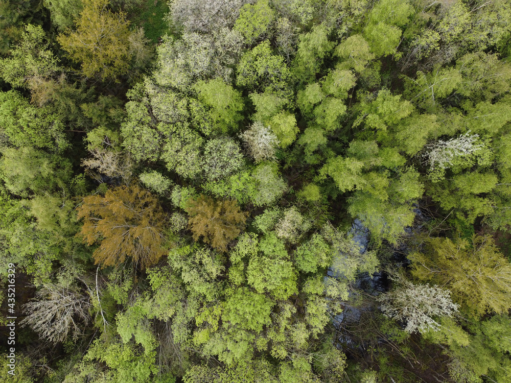 Forest from above