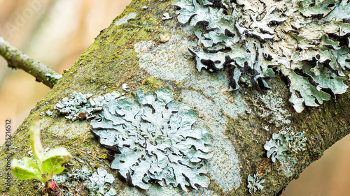 Lichen Parmelia sulcata on tree bark, super macro  photo