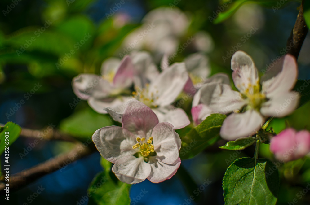 Gentle pink apple blossom on a spring branch outdoors Gentle pink apple blossom on a spring branch outdoors