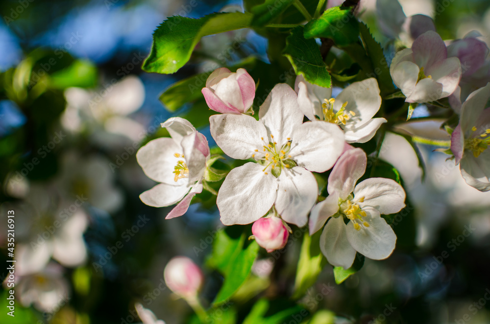 Gentle pink apple blossom on a spring branch outdoors Gentle pink apple blossom on a spring branch outdoors