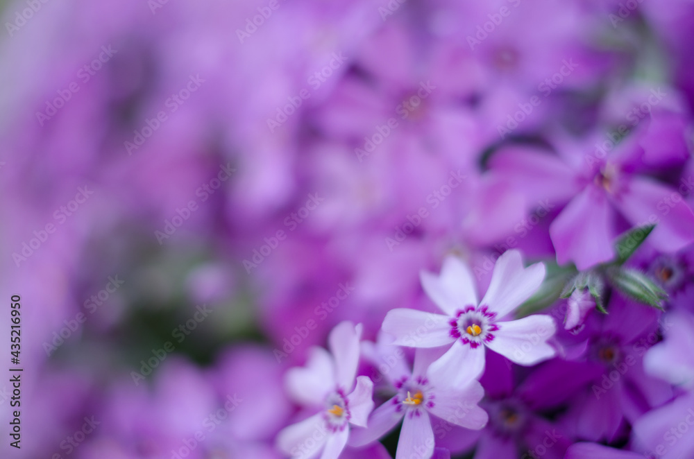 Small phlox flowers for spring garden decoration Small phlox flowers for spring garden decoration
