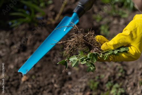 A gardener picks up weeds from the garden with a spatula