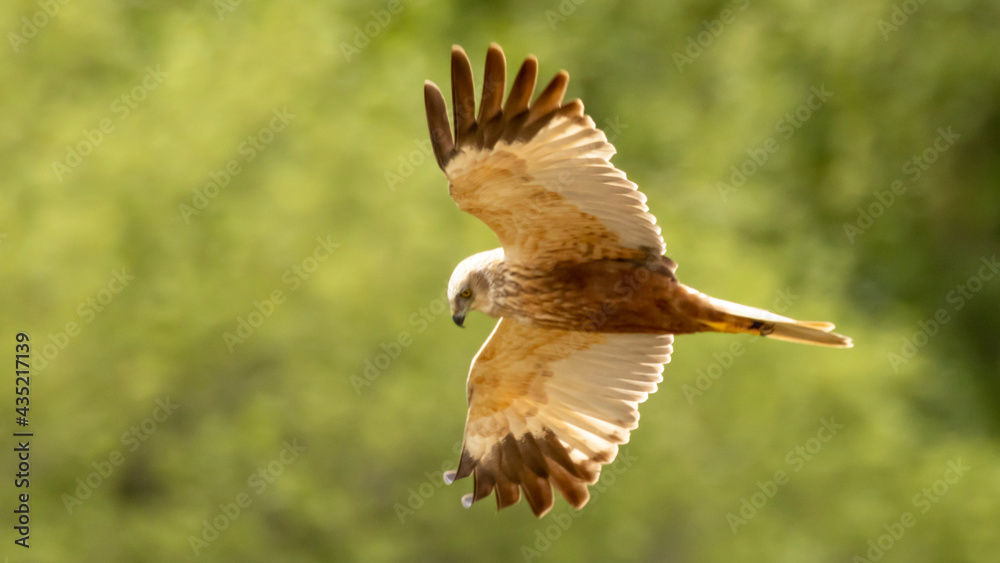 Fototapeta premium red tailed hawk