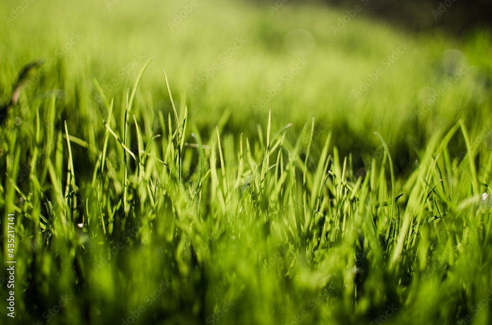 Fototapeta premium Fresh juicy green grass for summer