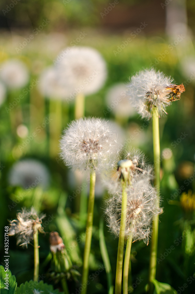 Delicate and light dandelion flowers outdoors Delicate and light dandelion flowers outdoors