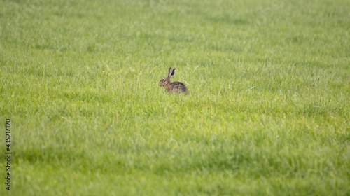 rabbit in the grass © #TonStu
