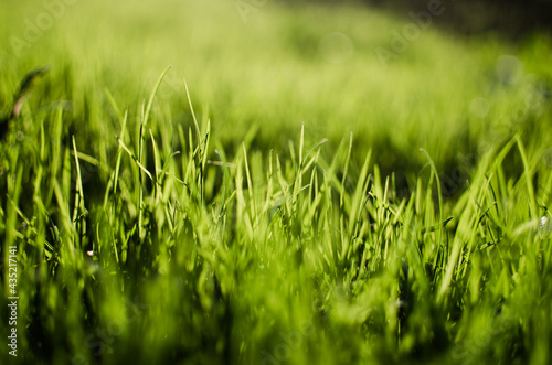 Fresh juicy green grass for summer