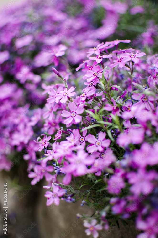 Small phlox flowers for spring garden decoration Small phlox flowers for spring garden decoration