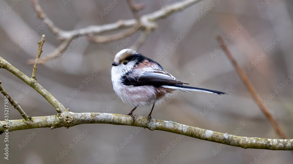 Naklejka premium a bird