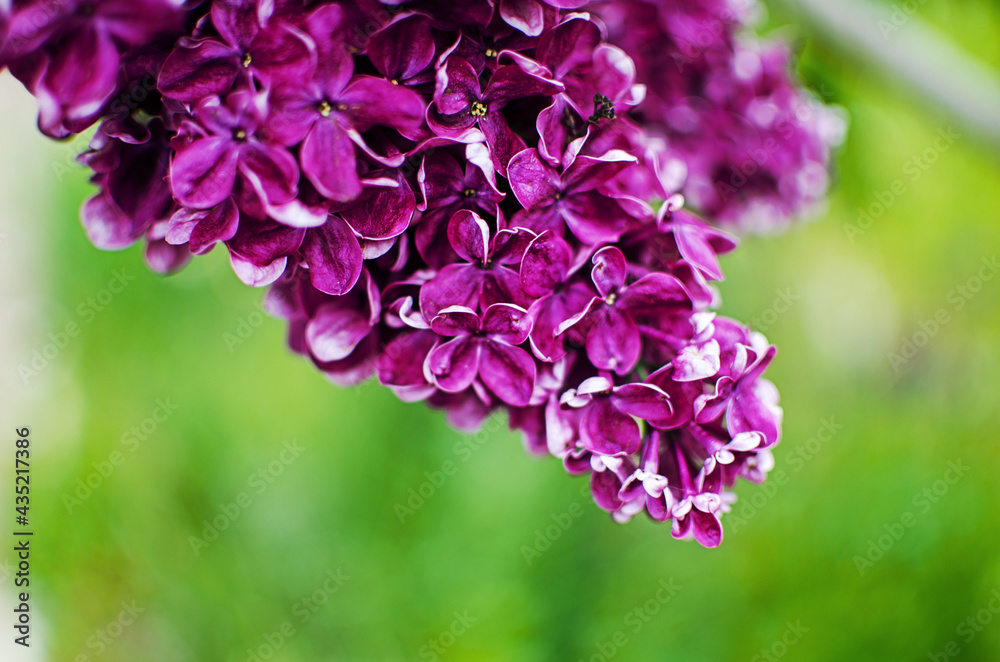 Blooming branch of lilac in the open air blooms in May Blooming branch of lilac in the open air blooms in May