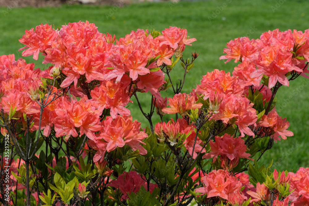 Beautiful flowering rhododendrons Beautiful flowering rhododendrons