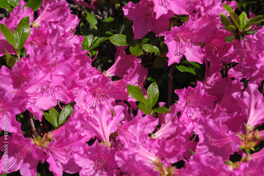 Beautiful flowering rhododendrons