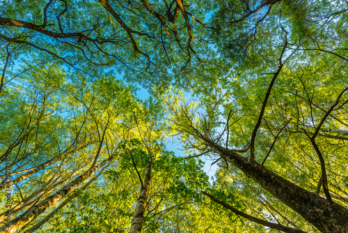 Spring in the deciduous forest. View of the tops of the trees in the sunlight from the ground level