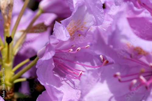 Fototapeta Naklejka Na Ścianę i Meble -  Beautiful flowering rhododendrons