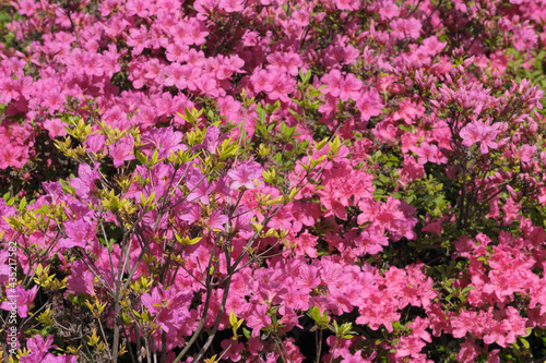 Beautiful flowering rhododendrons