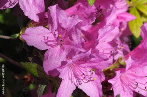 Beautiful flowering rhododendrons