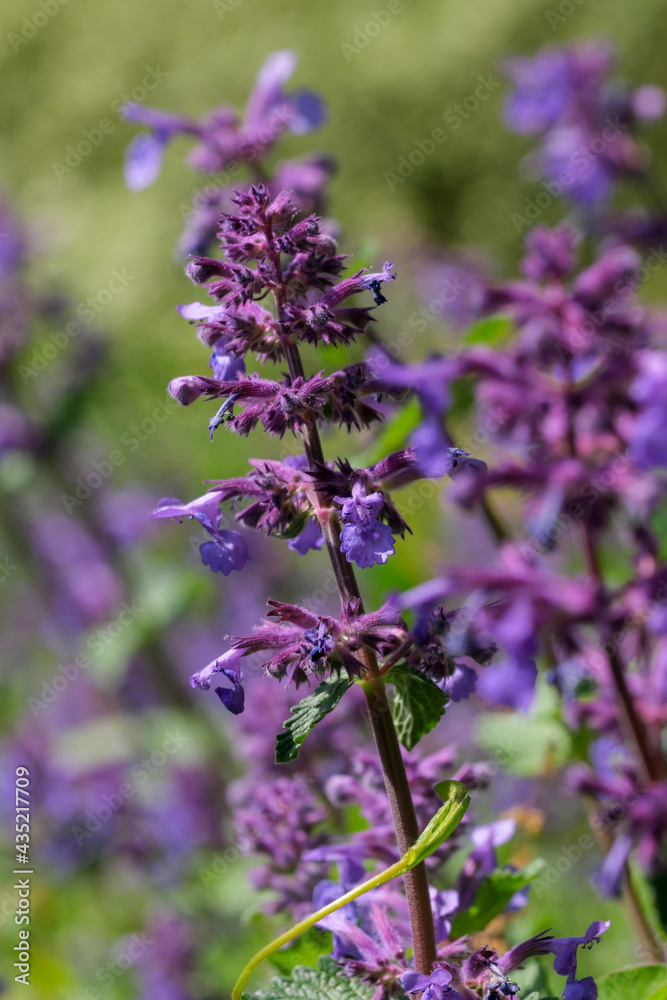 Obraz premium Blooming wild sage