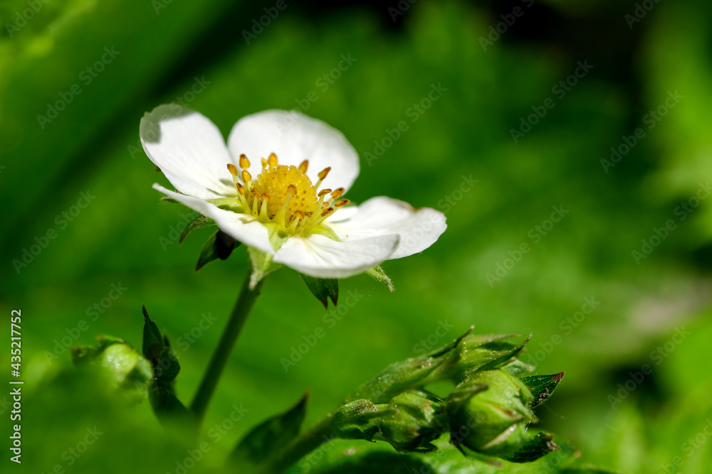 Strawberry blossoms close-up