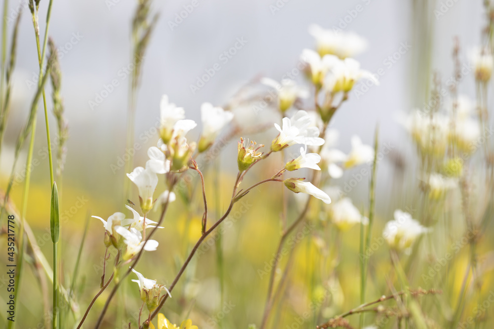flowers in the field flowers in the field