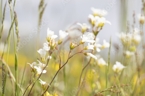 flowers in the field